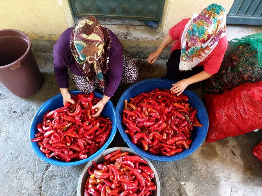 Kırmızı biberin salçaya yolculuğu başladı